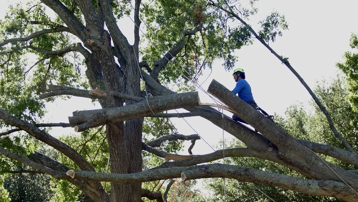 Professional Hazardous Tree Removal performed by certified arborists in Easton