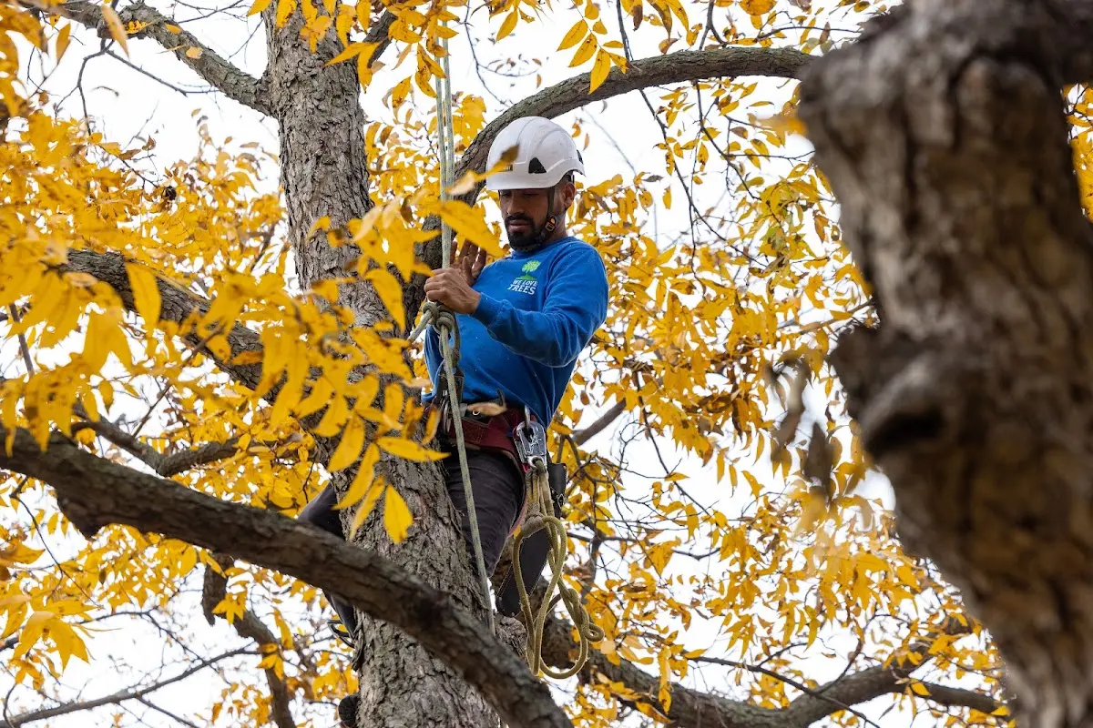 Skilled Tree Planing crew working in Easton